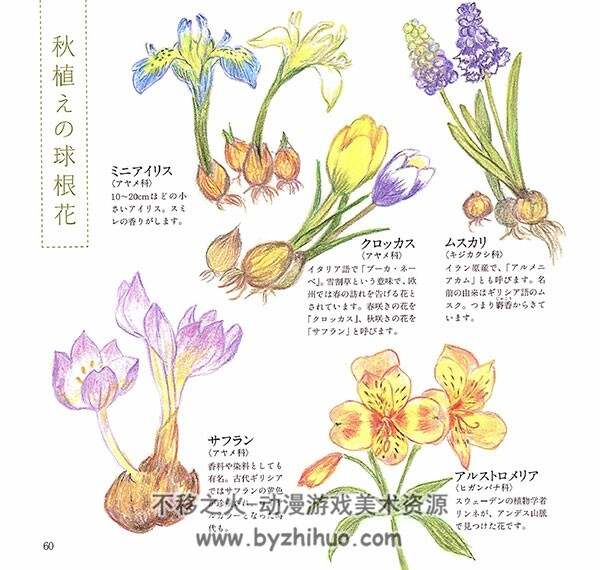 彩色铅笔植物花卉绘本 可爱的花和草木们 111P