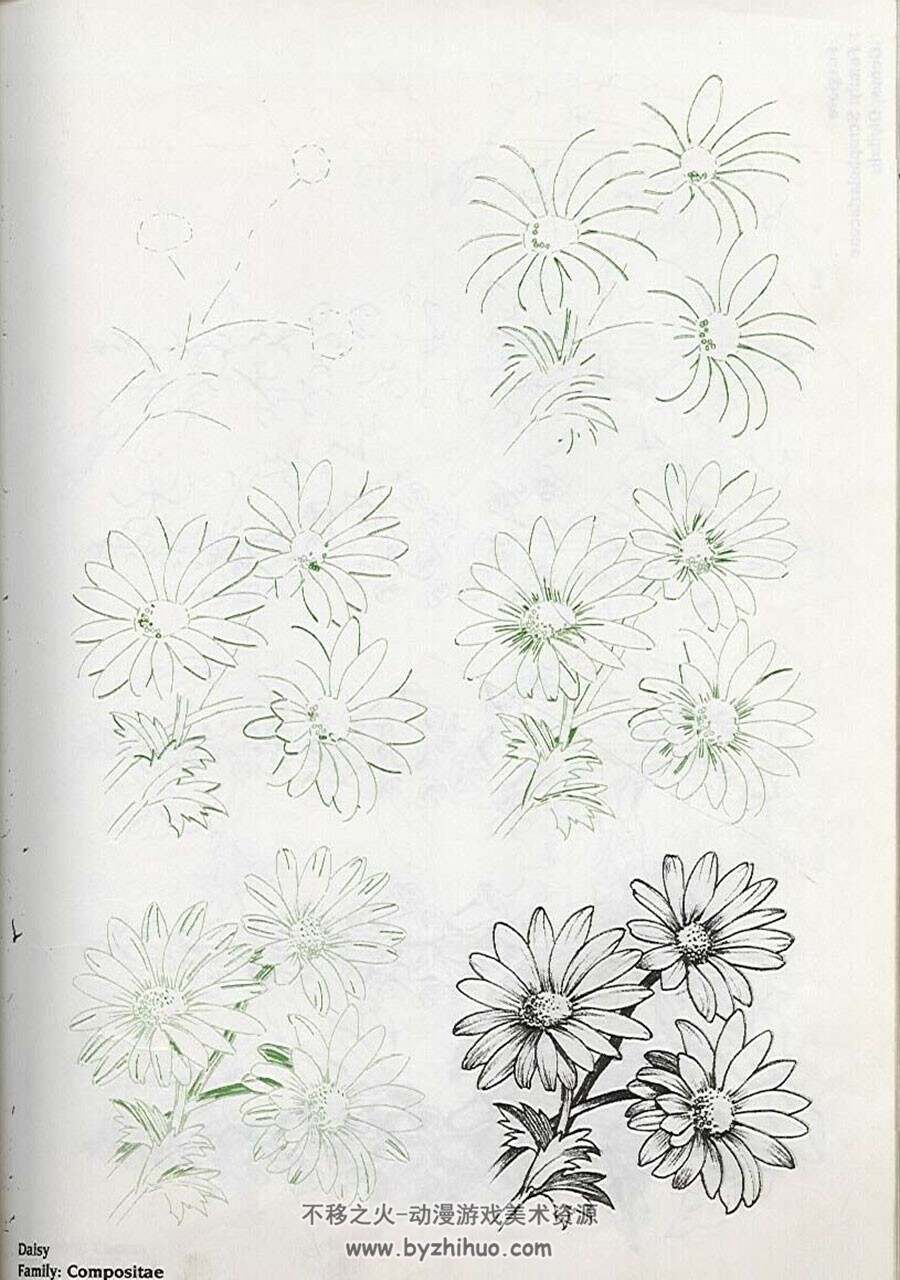 国外手绘教程  50种花草的铅笔绘画技法 52P