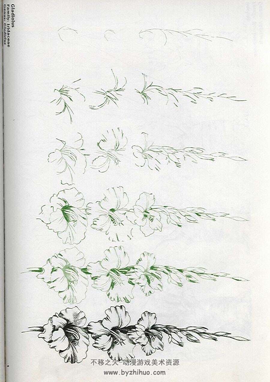 国外手绘教程  50种花草的铅笔绘画技法 52P