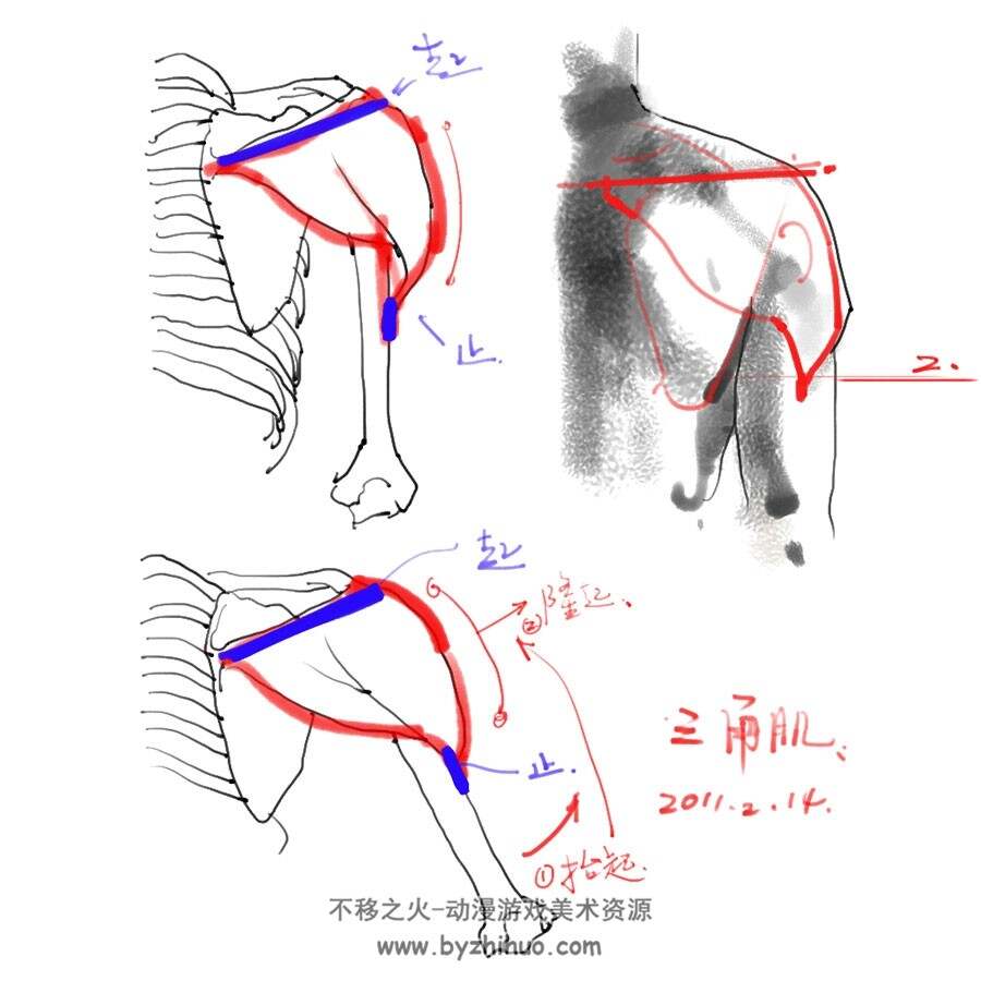 男女角色人体结构资料合集 1224P