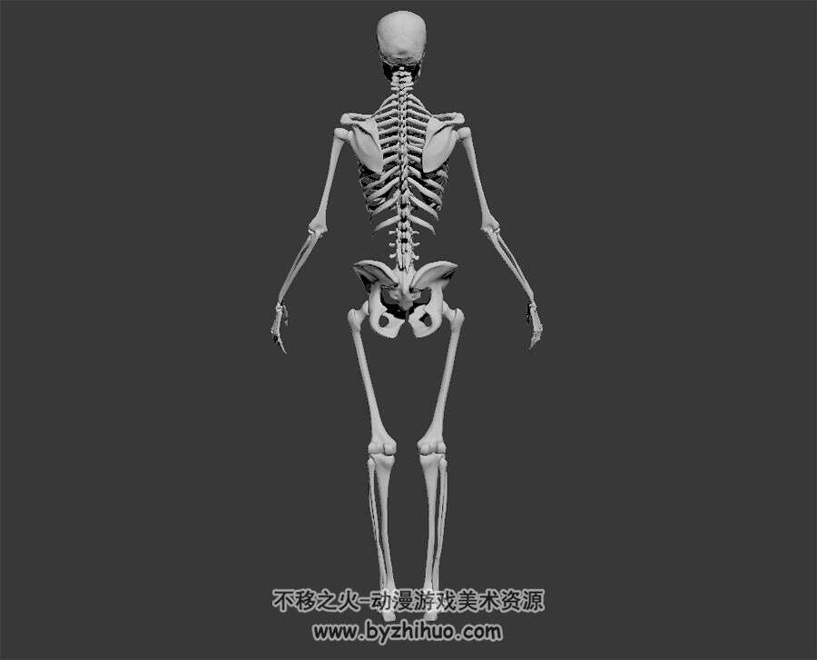 成年人体&骷髅骨架 超超超高精3D模型