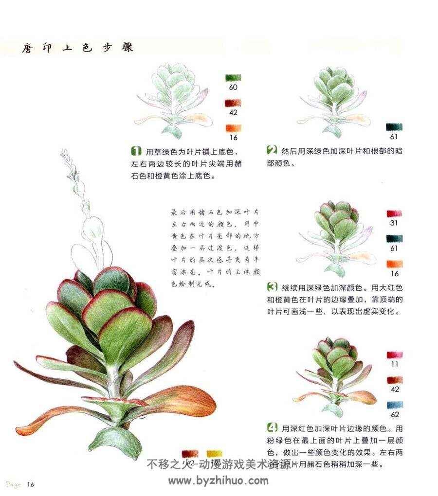 多肉绘 38种多肉植物的色铅笔图绘 手绘教程