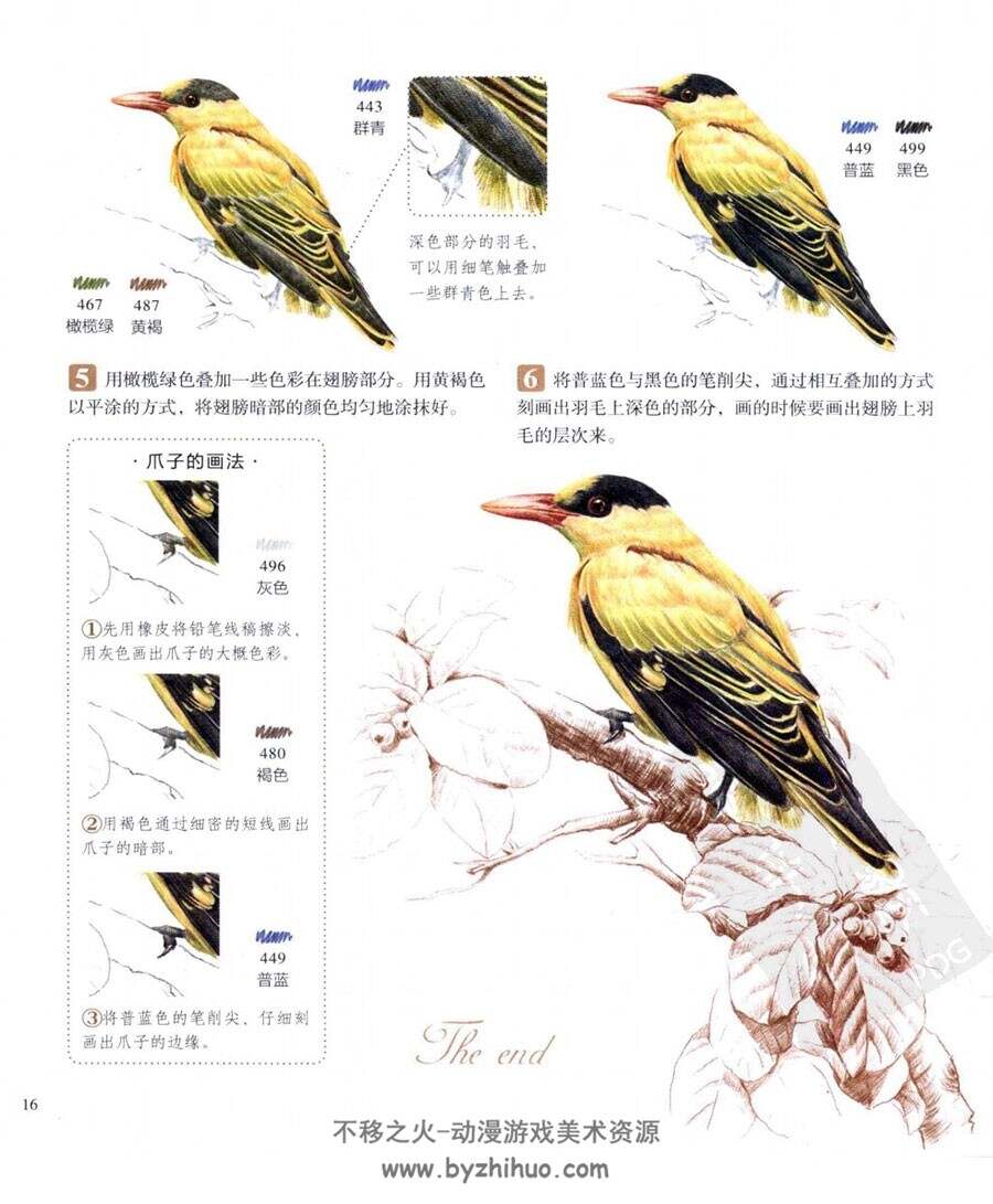鸟之绘 38种鸟的色铅笔图绘 图文教程