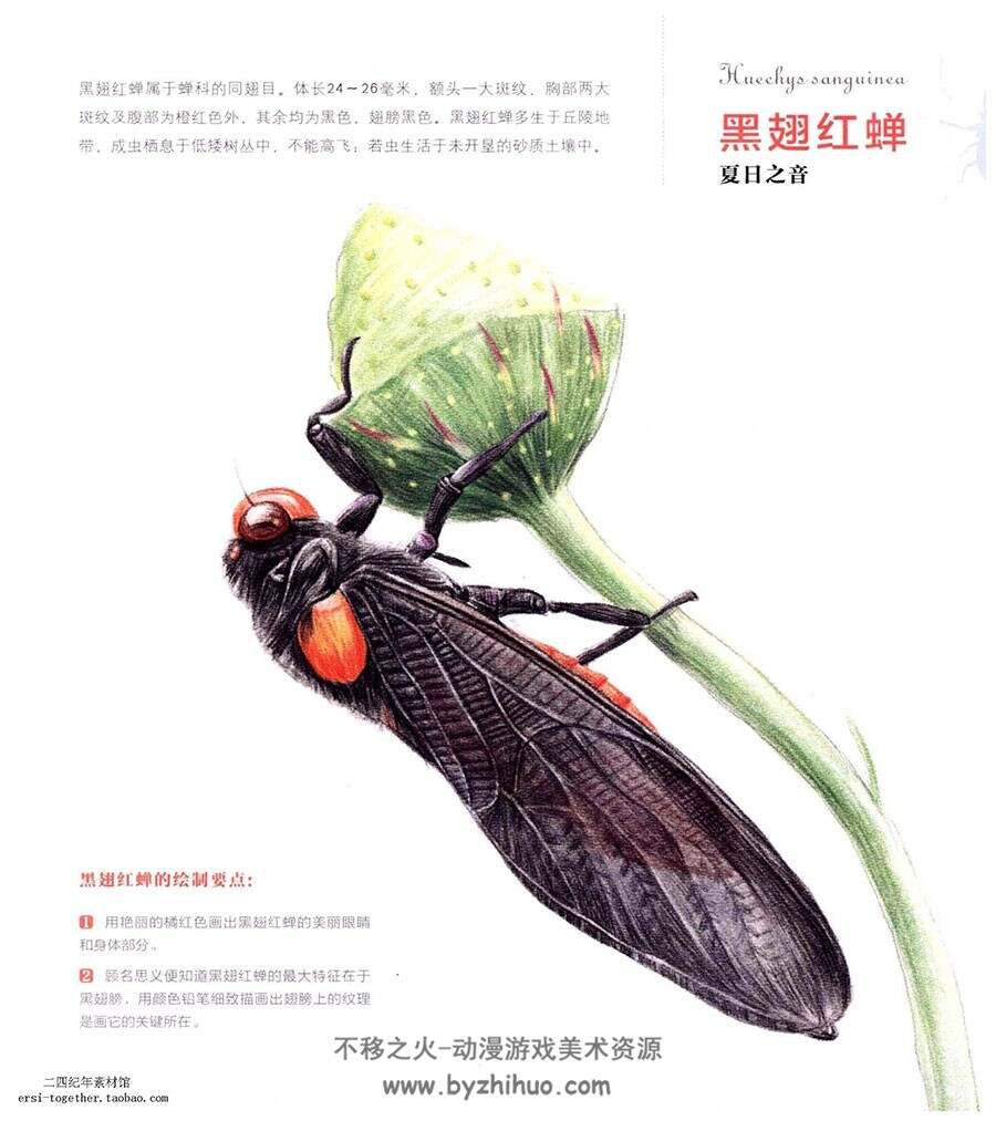 奇趣昆虫 大自然昆虫动物图 彩铅绘画教程