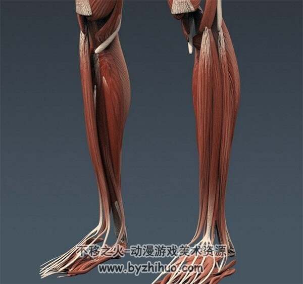 影视级 人体男性和女性完整解剖 3D模型