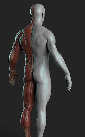高精人体肌肉结构剖析 3D模型