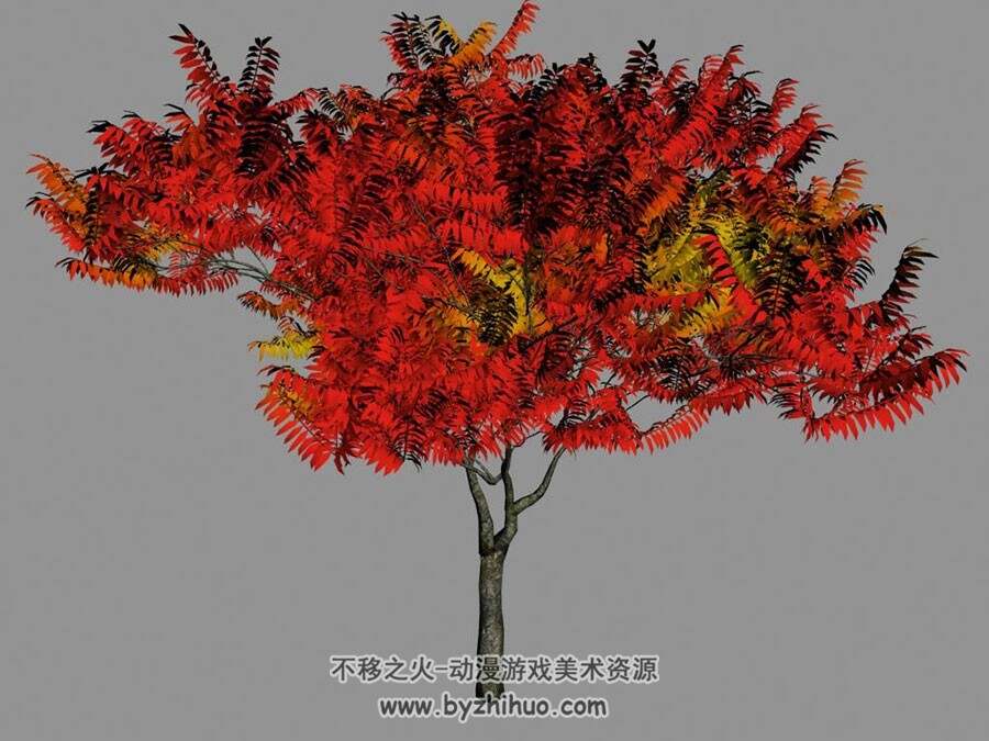 繁茂的枫树 Max模型