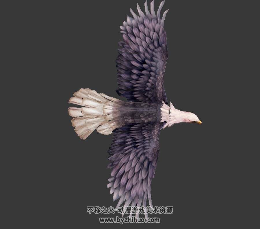 白头鹰 3D模型 有绑定和飞行动作 四边面