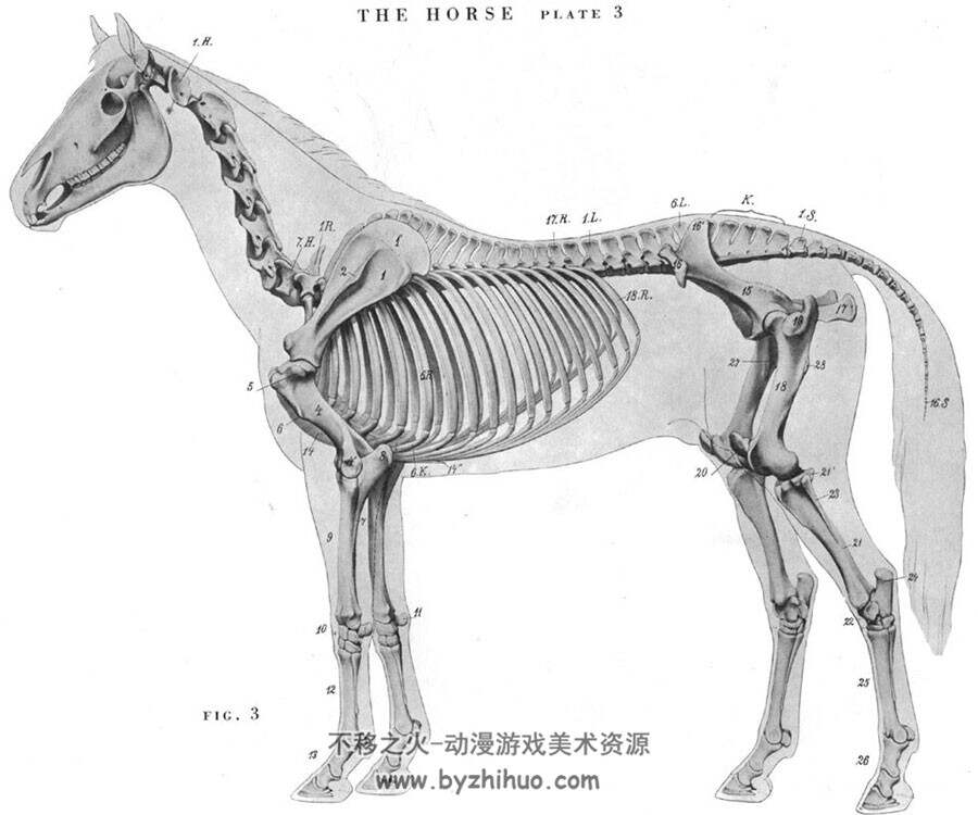 320-6200张动物骨骼肌肉结构图片绘画基础素描