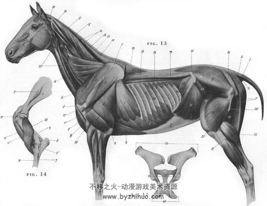 320-6200张动物骨骼肌肉结构图片绘画基础素描