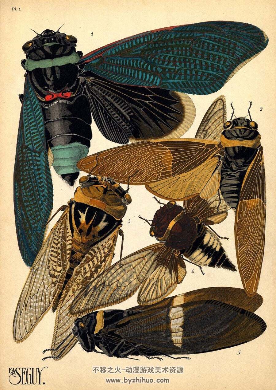 Seguy.E.A 昆虫 Insectes图集分享 21P