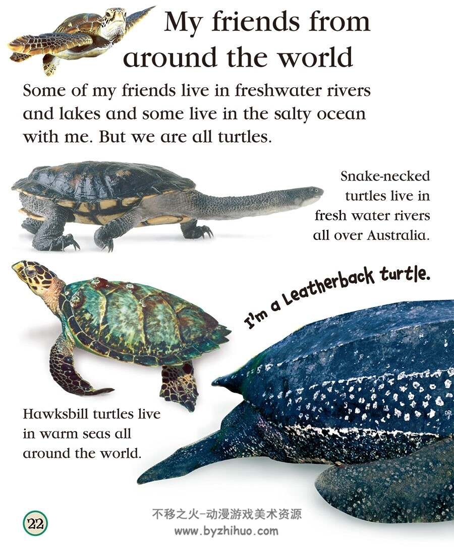 turtle 龟类 资料参考集