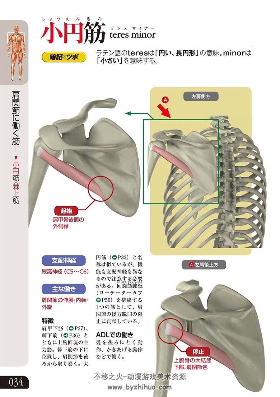 人体肌肉图解 Colored Illustrations of Anatomy Muscle