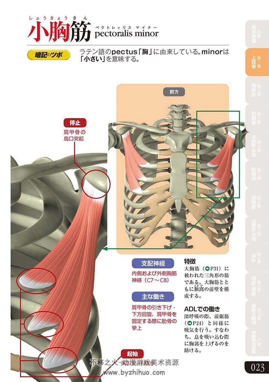 人体肌肉图解 Colored Illustrations of Anatomy Muscle