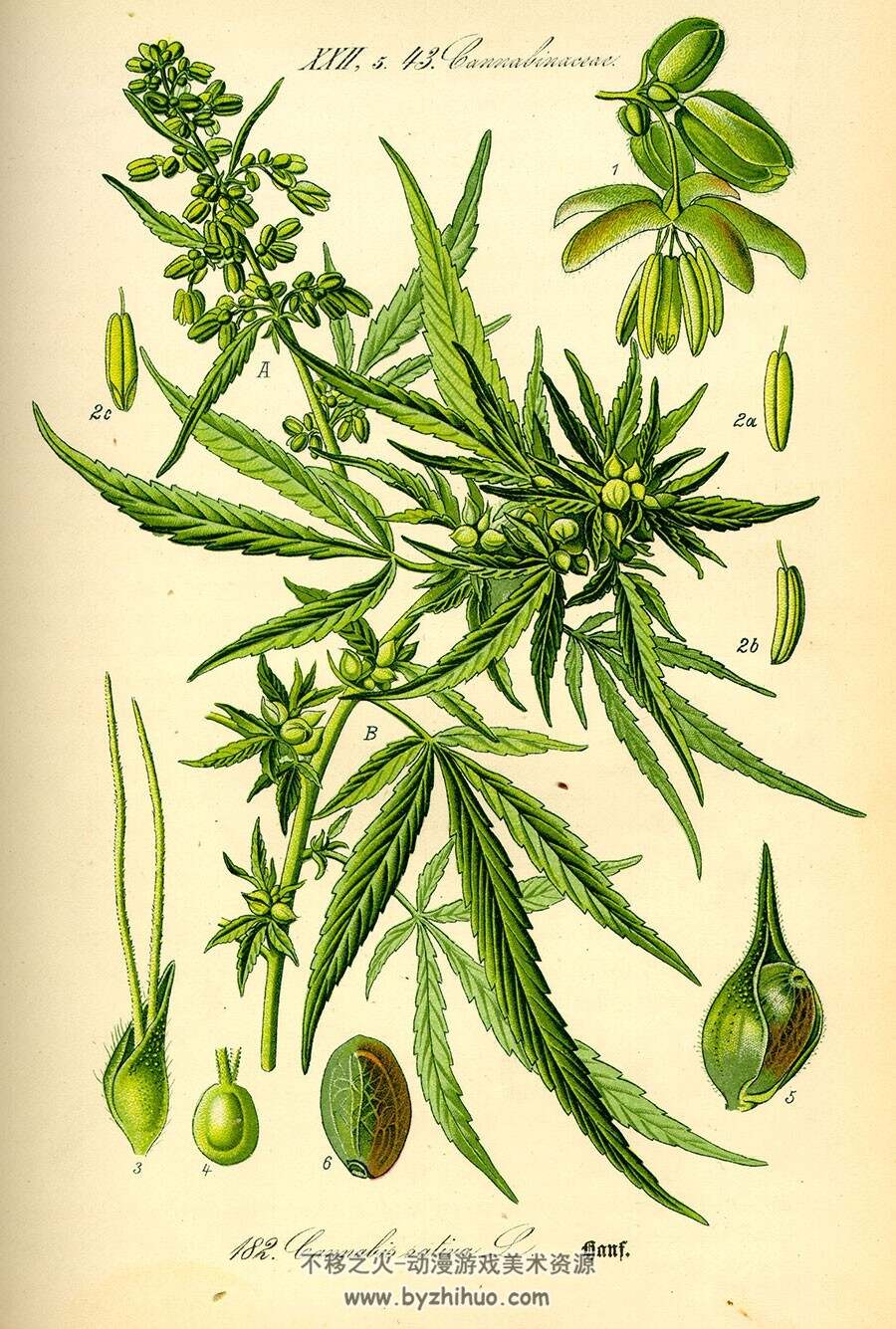 奥托手绘彩色植物花草科普图谱图鉴 彩图素材