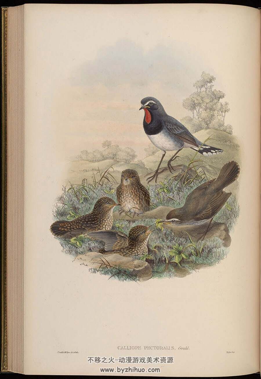 亚洲的鸟 约翰古尔德绘 亚洲鸟类科普图鉴赏析
