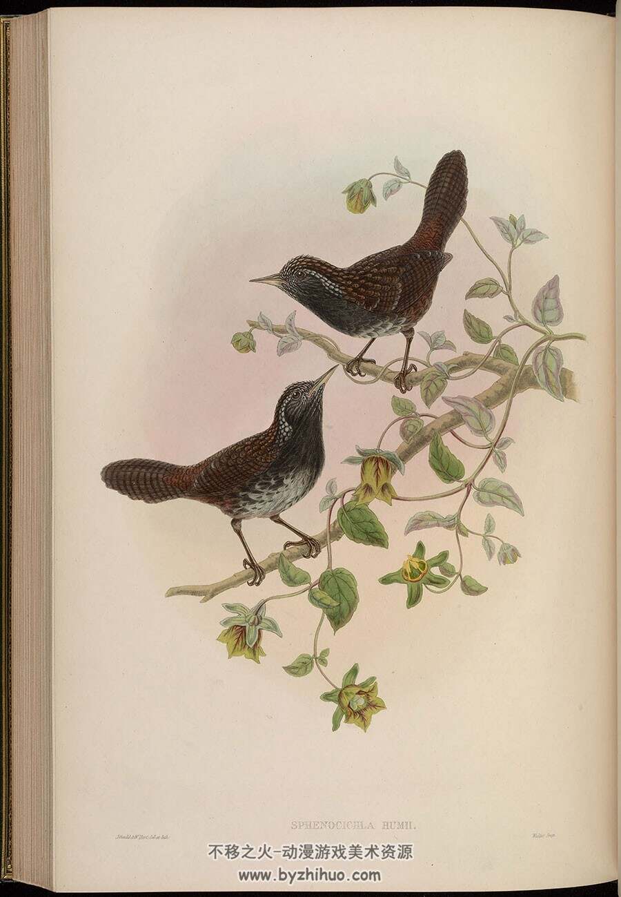 亚洲的鸟 约翰古尔德绘 亚洲鸟类科普图鉴赏析