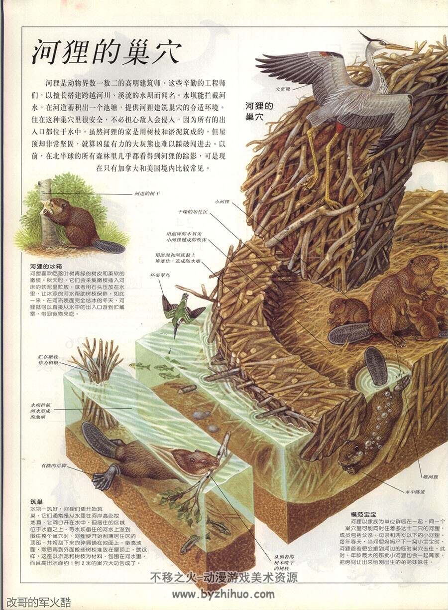 大自然 不可思议的剖面 横截面科普素材资料图文解析