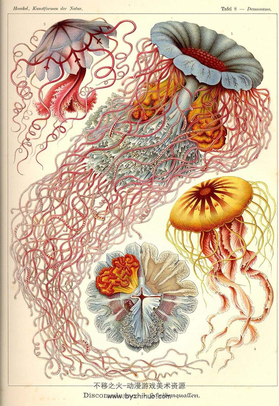 Ernst Haeckel 描绘下的神奇的自然生物 Ernst Haeckel - Kunstformen der Natur 参考素材