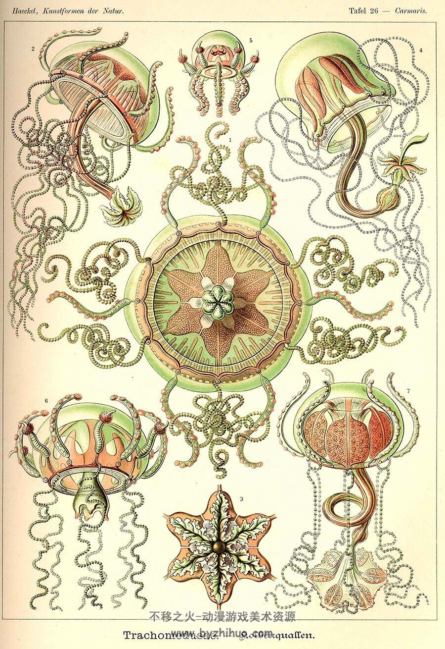 Ernst Haeckel 描绘下的神奇的自然生物 Ernst Haeckel - Kunstformen der Natur 参考素材