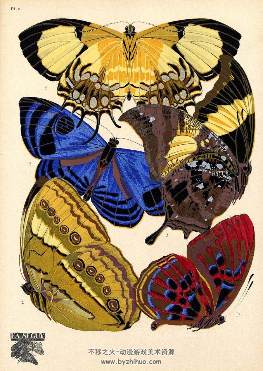 蝴蝶和昆虫 艺术图案设计绘画作品手绘画集 图片下载