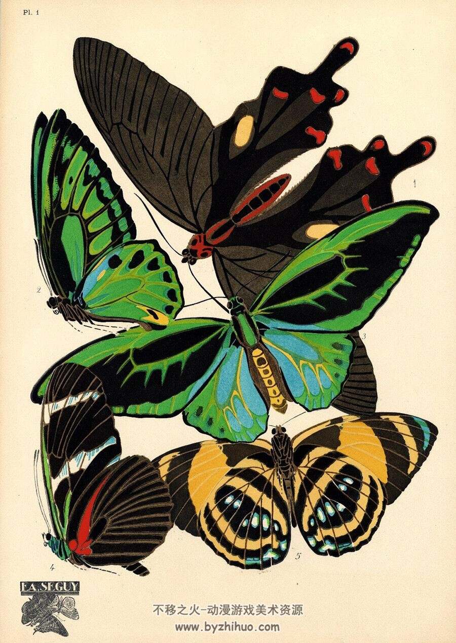 蝴蝶和昆虫 艺术图案设计绘画作品手绘画集 图片下载