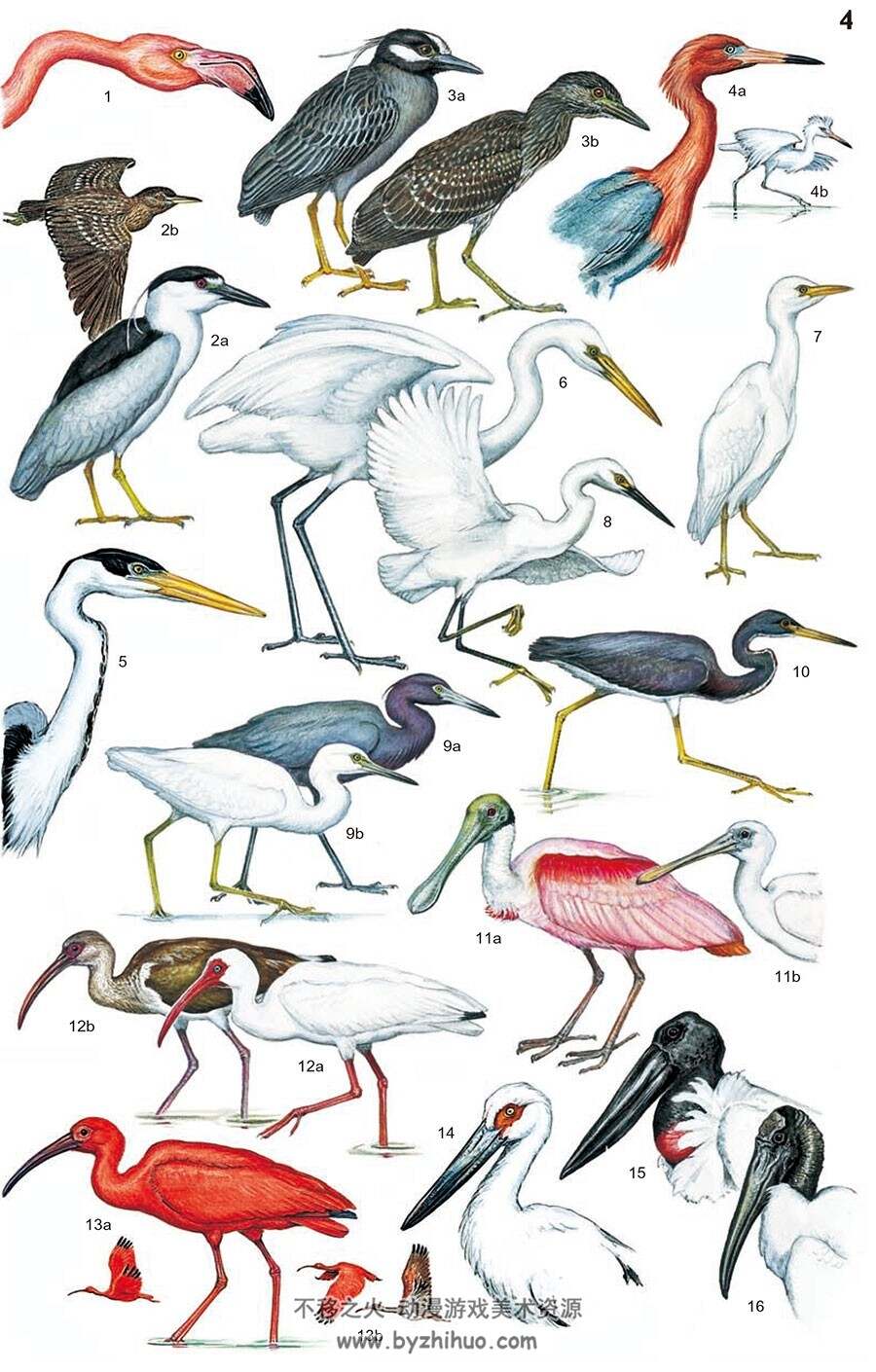 Birds of Venezuela 委内瑞丽的鸟 禽类动物图文科普资料参考书 PDF下载