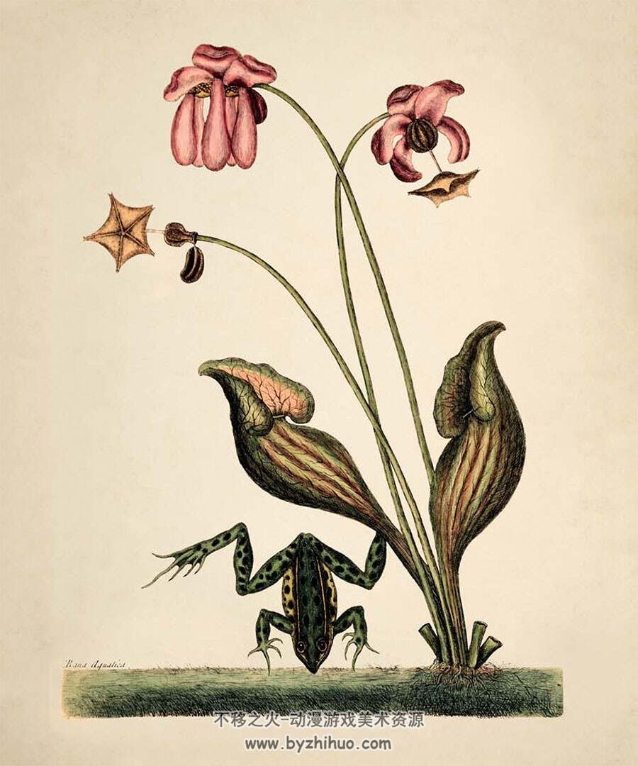 The Golden Age of Botanical 传统美术手绘植物图文鉴赏参考资料