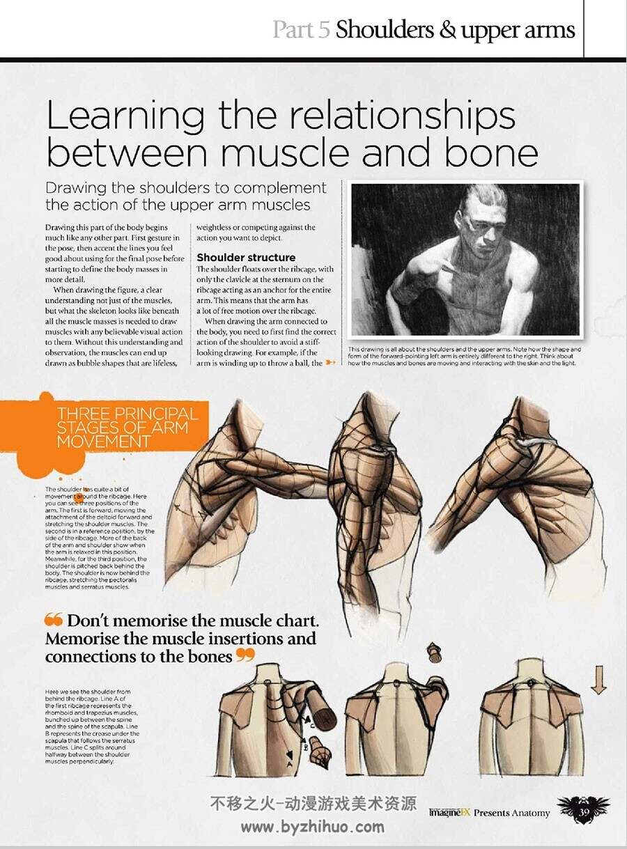 人类动物肌肉骨骼结构解刨 分析教学教程图文参考书下载