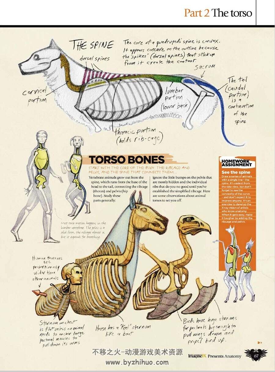 人类动物肌肉骨骼结构解刨 分析教学教程图文参考书下载