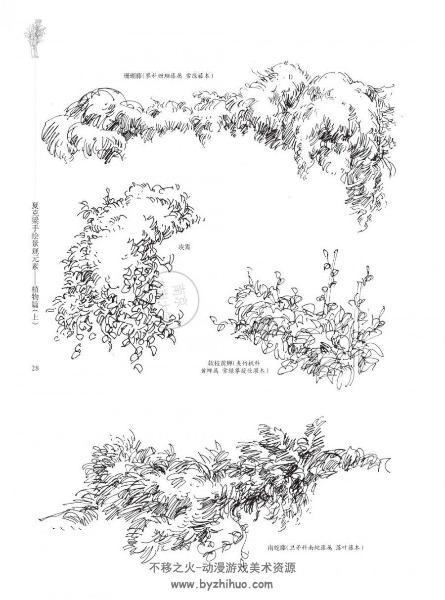 夏克梁夏老师手绘景观元素植物篇上效果图参考素材