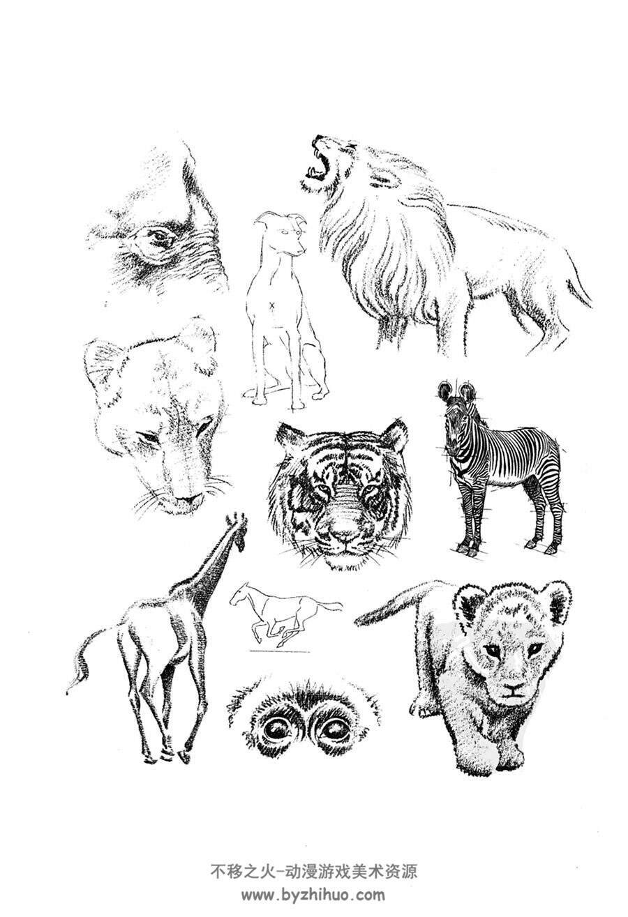 世界绘画经典教程 动物素描篇  动物骨骼肌肉结构参考书PDF下载