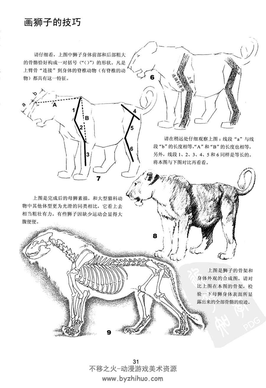 世界绘画经典教程 动物素描篇  动物骨骼肌肉结构参考书PDF下载
