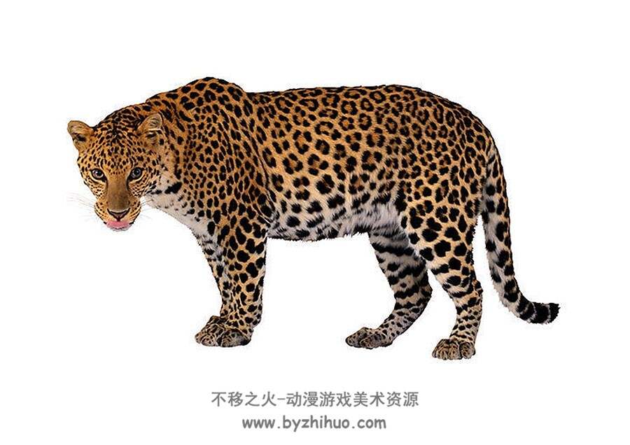 猛兽之王猫科动物高清艺用美术素材分享参考下载 3316P