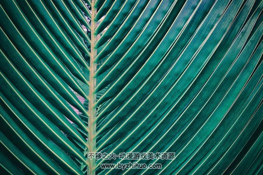 热带雨林树叶叶子植物 高清大图素材材质图片贴图资源下载 39P