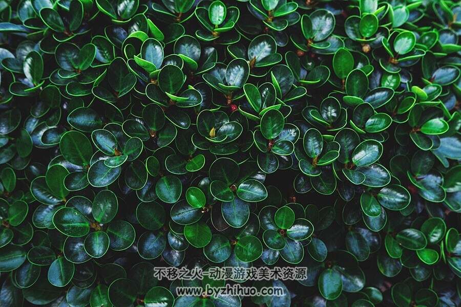 热带雨林树叶叶子植物 高清大图素材材质图片贴图资源下载 39P