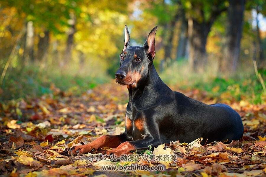 杜宾犬 狗类犬科动物摄影 高清大图素材图片贴图资源下载 42P