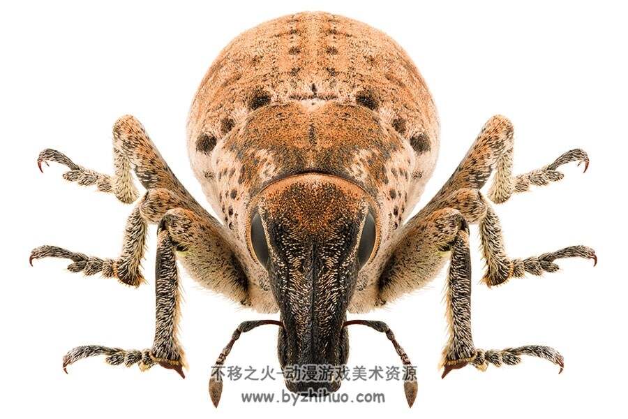 瓢虫金龟子独角仙 各种甲虫带壳的虫子 高清大图素材图片贴图资源下载