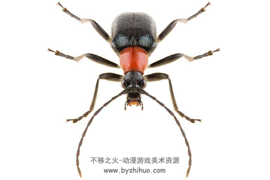 瓢虫金龟子独角仙 各种甲虫带壳的虫子 高清大图素材图片贴图资源下载