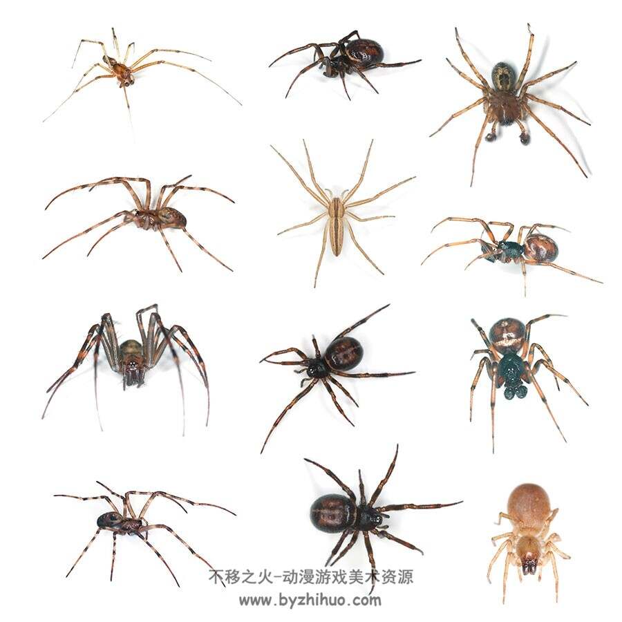 生活常见昆虫 苍蝇蝗虫毛毛虫蜻蜓蚊子蜘蛛 高清素材图片贴图资源下载