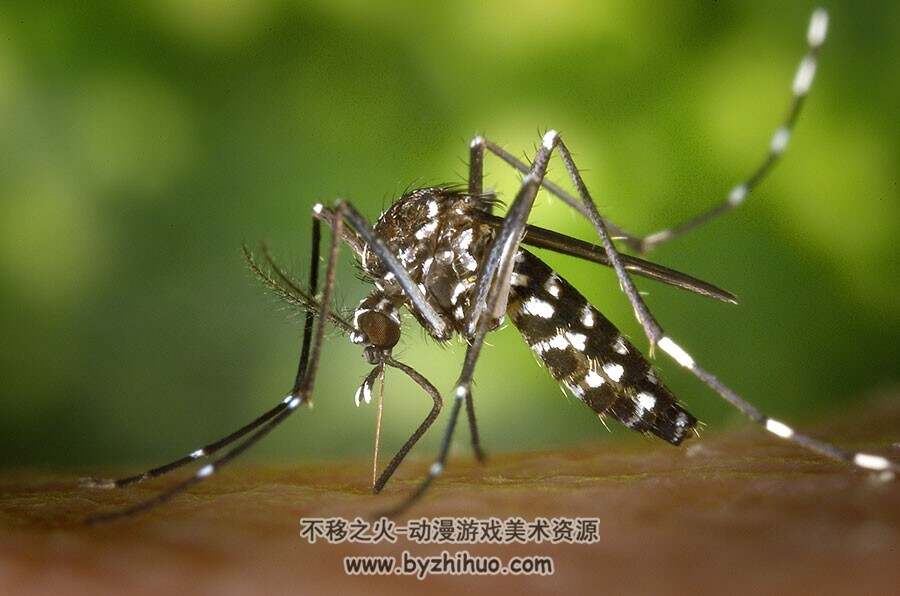 生活常见昆虫 苍蝇蝗虫毛毛虫蜻蜓蚊子蜘蛛 高清素材图片贴图资源下载