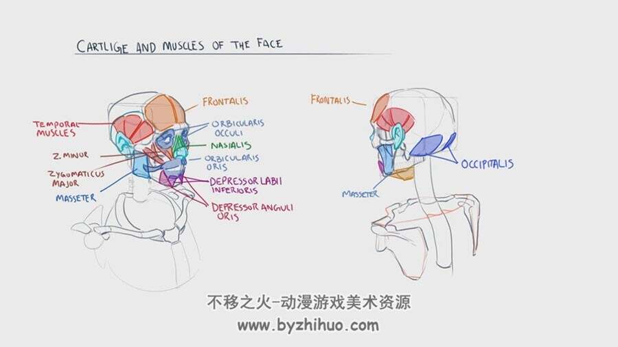 人体头部颈部肌肉 解剖绘画结构手绘教程