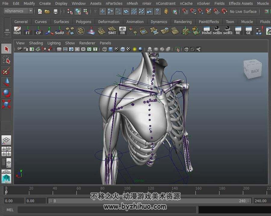 Maya肌肉骨骼雕刻视频教程 人体结构解剖雕刻教学 附源文件
