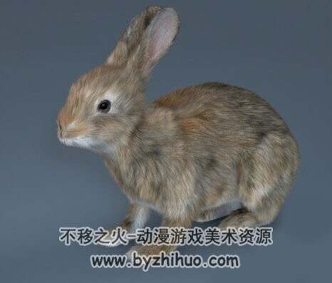 Rabbit C4D写实兔子3D模型下载