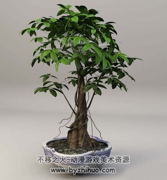 C4D发财树盆景盆景植物3D模型分享