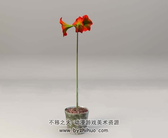 C4D办公室红花花卉盆景3D模型分享下载