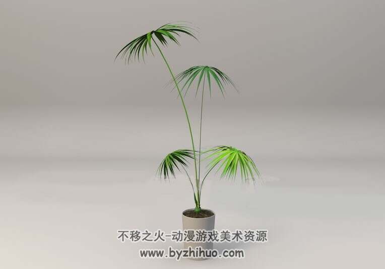 Palmetto C4D小蒲葵植物盆景模型3D模型分享下载