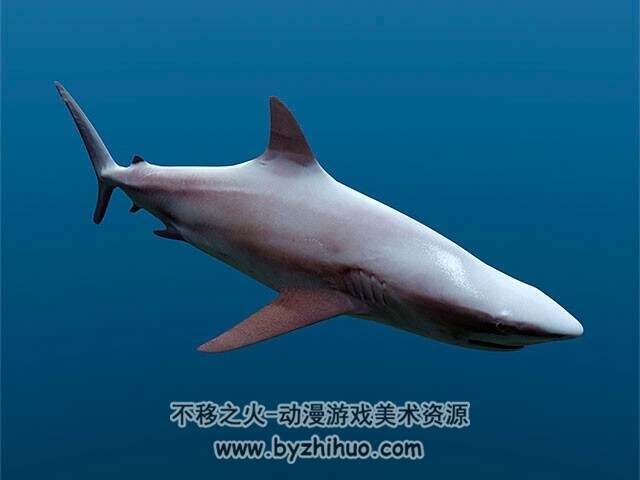 Shark 写实鲨鱼C4D3D模型分享
