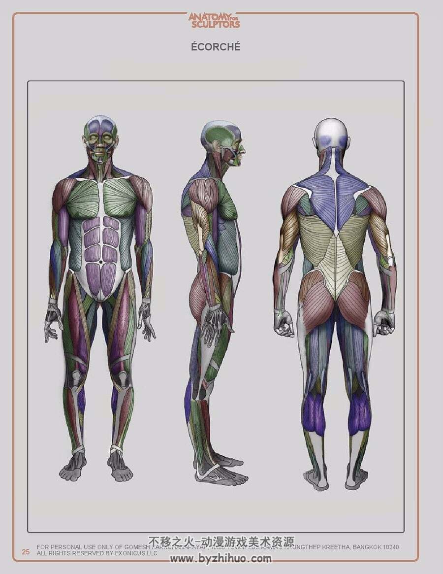 人体结构 身体各部位骨骼肌肉资料参考素材 57P