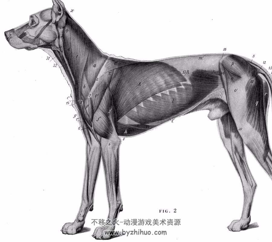 各种动物肌肉骨骼 美术资源参考素材资料网盘下载